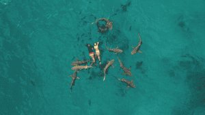 Pareja disfrutando de una experiencia única nadando con tiburones en las aguas cristalinas de Maldivas, capturada desde un dron