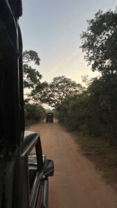 Safari en Sri Lanka, observando elefantes y vida salvaje en su hábitat natural. Aventura única en la naturaleza